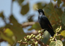 Ethiopian Endemics Birding Tour with Surprise Ethiopia Tours