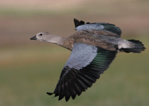 Ethiopian Endemics Birding Tour with Surprise Ethiopia Tours