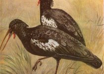 Southern Ethiopia Birding Tour with Surprise Ethiopia Tours