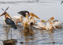 Southern Ethiopia Birding Tour with Surprise Ethiopia Tours