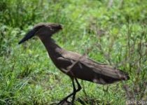 Southern Ethiopia Birding Tour with Surprise Ethiopia Tours