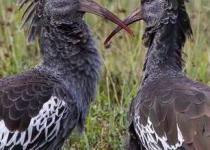 Ethiopia Bird Photography Workshop with Surprise Ethiopia Tours
