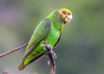 Ethiopia Bird Photography Workshop with Surprise Ethiopia Tours