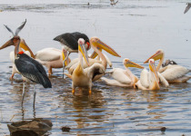 Ethiopia Bird Photography Workshop with Surprise Ethiopia Tours