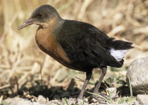 Rare and Endangered Ethiopia Birding Tour with Surprise Ethiopia Tours