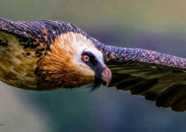 Rare and Endangered Ethiopia Birding Tour with Surprise Ethiopia Tours