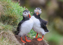 Private Langanes Peninsula Seabird and Bird Photography Tour