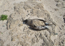 Private Langanes Peninsula Seabird and Bird Photography Tour