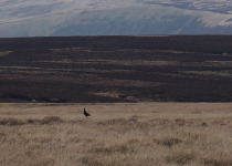 Private Melrakkasletta Arctic Birding and Photography Tour