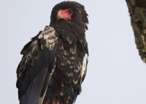 14-Day Eastern Arc and Northern Tanzania Birding Safari with Wings Explorers Tours