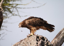 14-Day Eastern Arc and Northern Tanzania Birding Safari with Wings Explorers Tours
