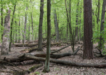 Las Kabacki forest habitat in Warsaw