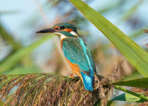 Common Kingfisher, a possible species on Warsaw waterside routes