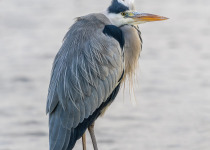 Grey Heron, a possible species on Warsaw waterside routes