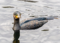 Great Cormorant, a possible species along the Vistula in Warsaw