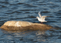 Black-headed Gull, a possible species along the Vistula in Warsaw