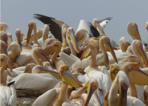 Private Senegal Birding Circuit with Mohamedine Seck