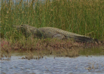 Private Djoudj Pirogue Birding and Wildlife Excursion