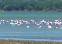 Six-Day Djoudj Village Immersion and Birding Stay