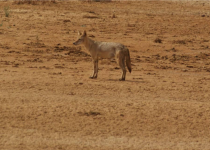 Six-Day Djoudj Village Immersion and Birding Stay