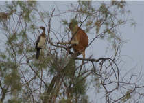 Six-Day Djoudj Village Immersion and Birding Stay
