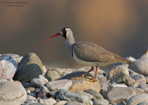 7-Day Corbett National Park Birding with Nikhil Devasar