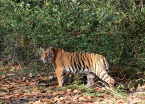 7-Day Corbett National Park Birding with Nikhil Devasar