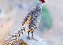 7-Day Corbett National Park Birding with Nikhil Devasar