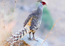 3-Day Dhikala Birding & Wildlife with Nikhil Devasar