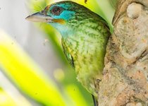 11-Day Wildlife of the Anamalais & Nilgiris with Nikhil Devasar