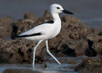 14-Day Gujarat Birdwatching Tour with Nikhil Devasar