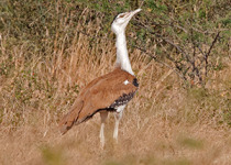 17-Day Western India Birding Tour with Nikhil Devasar