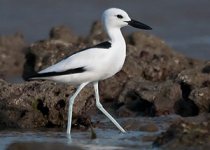 20-Day Rajasthan & Gujarat Birding Tour with Nikhil Devasar