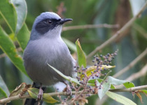 14-Day Bhutan Birdwatching Tour with Nikhil Devasar