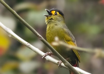 14-Day Bhutan Birdwatching Tour with Nikhil Devasar