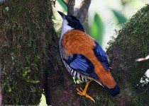 14-Day Bhutan Birdwatching Tour with Nikhil Devasar