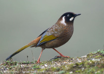 14-Day Bhutan Birdwatching Tour with Nikhil Devasar