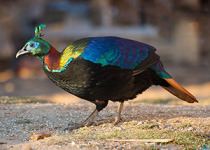 12-Day Paro-to-Paro Bhutan Birding with Nikhil Devasar