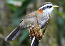 15-Day Eaglenest Birding Expedition with Nikhil Devasar