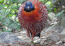 15-Day Eaglenest Birding Expedition with Nikhil Devasar