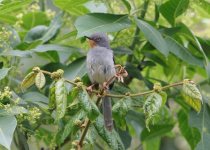 27-Day Kenya Birding and Mammal Photography Safari