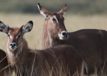 27-Day Kenya Birding and Mammal Photography Safari