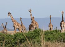 27-Day Kenya Birding and Mammal Photography Safari