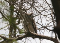 27-Day Kenya Birding and Mammal Photography Safari