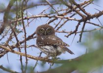 27-Day Kenya Birding and Mammal Photography Safari