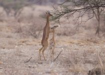 27-Day Kenya Birding and Mammal Photography Safari