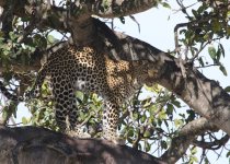 27-Day Kenya Birding and Mammal Photography Safari
