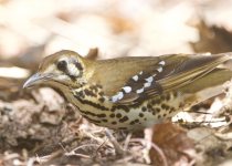 27-Day Kenya Birding and Mammal Photography Safari