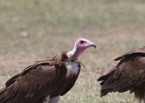 8-Day Kenya Birding and Mammal Safari