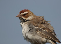 12-Day Kenya Birding Safari